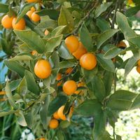 キンカン,葉牡丹 リース,ニワウメ?,繋がりに感謝✨,バラと夢CLUBの画像