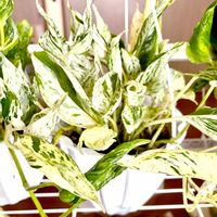 ポトス,サトイモ科,斑入りポトス,ポトス・テルノラブソング,ポトス・テルノラブソングの画像