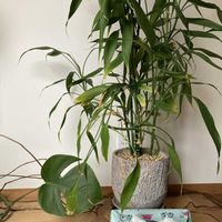 ミリオンバンブー,ミリオンバンブー,ミリオンバンブー,ミリオンバンブー,観葉植物の画像