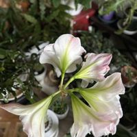 アマリリス,クンシラン,スイセン,ムスカリ,イワヤツデの画像