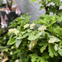 コデマリ,ティアレラ,おうち園芸の画像