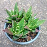 アロエ,アロエ 不夜城,植物のある暮らし,爪好き,植欲が止まらないの画像