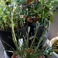 アルブカ,アルブカ　フミリス,花芽の画像