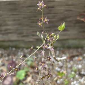 イトスグリ,鉢植え,可愛い,山野草,シェードガーデンの画像