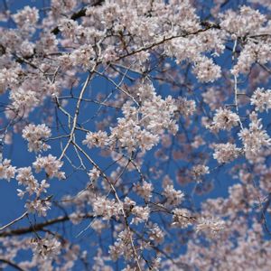 イトザクラ,ヤマザクラ,シダレザクラ,横浜緋桜,桜の画像