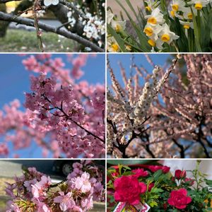 スイセン,ミニバラ,思い出,愛知県,日帰りバスツアーの画像