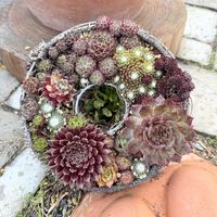 センペルビウム,多肉植物,ガーデニング,センペルビウムの寄せ植えの画像