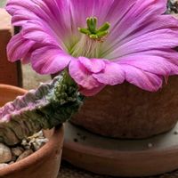 エキノケレウス 桃太郎,アエオニウム,北山緑化植物園,２０２５年同期,お出かけ先の画像