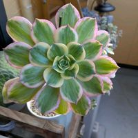 サンバースト,アエオニウム,サンバースト アエオニウム,ふちがピンク,寒暖差の画像