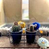 サボテン,フライレア属,ノトカクタス属,ノトカクタス菫丸,フライレア・マミフェラの画像