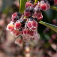 ヒサカキ,ヒサカキ,ベニヒサカキ,ベニヒサカキ,モッコク科の画像