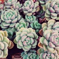 多肉植物,観葉植物,多肉植物とサボテン,花のある暮らし,花のある生活の画像