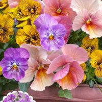 デージー,ムスカリ,ビオラ,カルーナ,プリムラ　ジュリアンの画像