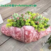 セダム,乙女心,多肉植物,多肉寄せ植え,ガーデニングの画像