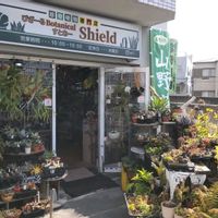 多肉植物,ウラボシ科,ビカクシダ属,食中植物,塊根の画像