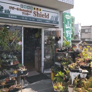 多肉植物,ウラボシ科,ビカクシダ属,食中植物,塊根の画像