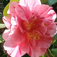 地植え,日当たりの良い場所,畑の画像