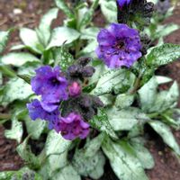 クリスマスローズ,サフラン,プルモナリア,ウクライナに平和を,庭の画像