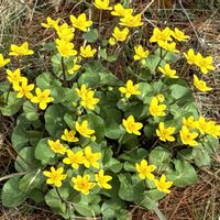 リュウキンカ,花のある暮らし,季節のお花,黄色いお花,公園のお花の画像