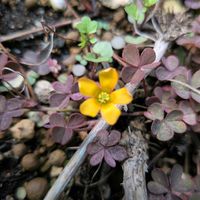 カタバミの画像