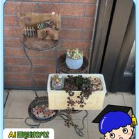 ロニセラ リトルハニー,多肉植物,多肉寄せ植え,カダンアワード2026 PRカダン発見コース賞の画像