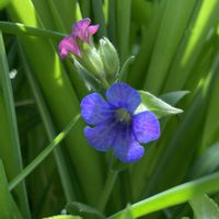 プルモナリア,花のある暮らし,庭の宿根草,花木と宿根草の庭,小さな庭の画像