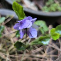 ニオイスミレの画像