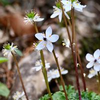 セツブンソウ,バイカオウレン,山野草の画像