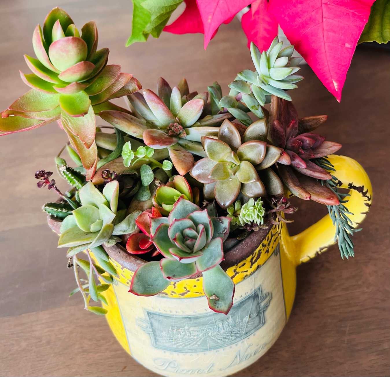 多肉植物の寄せ植え 集めてみました｜🍀GreenSnap（グリーンスナップ）