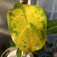 フィカス,フィカス アフリカンプリンス,森林浴,熱帯植物,フィカス属の画像