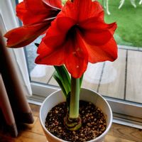 アマリリスの画像