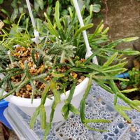 リプサリスの画像