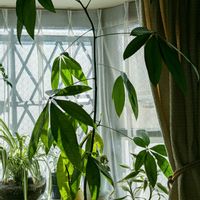 シェフレラ,パキラ,祈る震災復興,芽吹き,花のある暮らしの画像