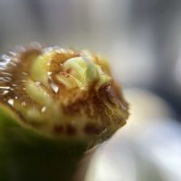 アガベ,エボリスピナの画像