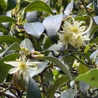 シキミ,シキミ,ウグイスカグラ,ウグイスカグラ,ミツバツツジの画像