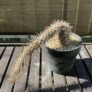 パキポディウム,パキポディウム・ラメリー,多肉植物,塊根植物,コーデックスの画像