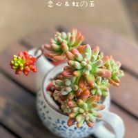 虹の玉,恋心,多肉植物,多肉寄せ植え,多肉植物のある暮らしの画像