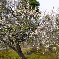 ウメ,庭木,白い花,庭園,緑のある暮らしの画像