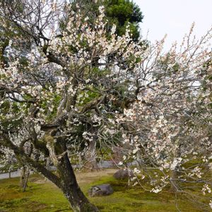 ウメ,庭木,白い花,庭園,緑のある暮らしの画像