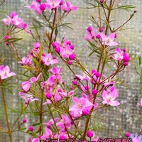 ストック,ストック,ボロニア・ピナータ,タツタナデシコ,パンジー シエルブリエの画像