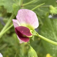 スナップエンドウ,エンドウ,マメ科,さんぽ,中央アジア原産の画像