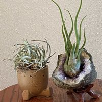 チランジア,チランジア カプトメデューサエ,どたま祭りの画像