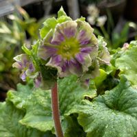 イベリス,フリージア,マーガレット,プリムラオブコニカ,花のある暮らしの画像