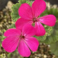 スイセン,スイセン,ゼラニウム,プリムラ,プリムラの画像