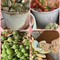 グリーンネックレス,神刀,花の宰相,天錦章（てんきんしょう）の画像