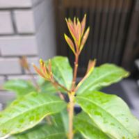 金木犀,植木鉢,緑のある暮らしの画像