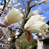 ハクモクレン,ハクモクレン,散歩の写真の画像