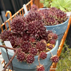 多肉植物,癒される,no green no life,センペルビウム属,多肉植物のある暮らしの画像