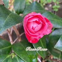 つばき,椿 つばき,可愛い,挿し木,ピンクの画像