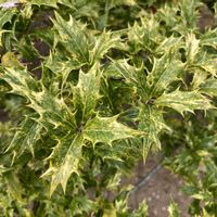 ヒイラギの画像